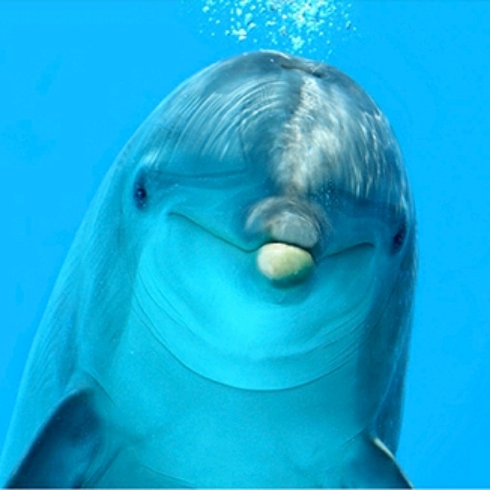 Meet your Posher, Cee